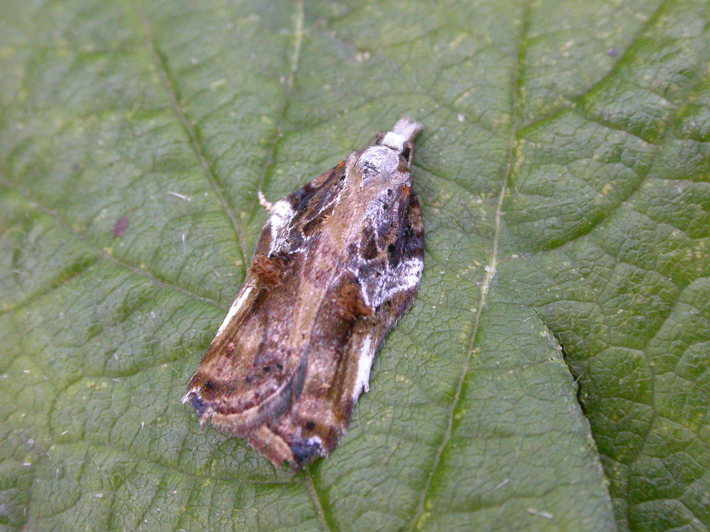 9.076 BF1054 - Tortricidae - Tortricinae - Acleris cristana