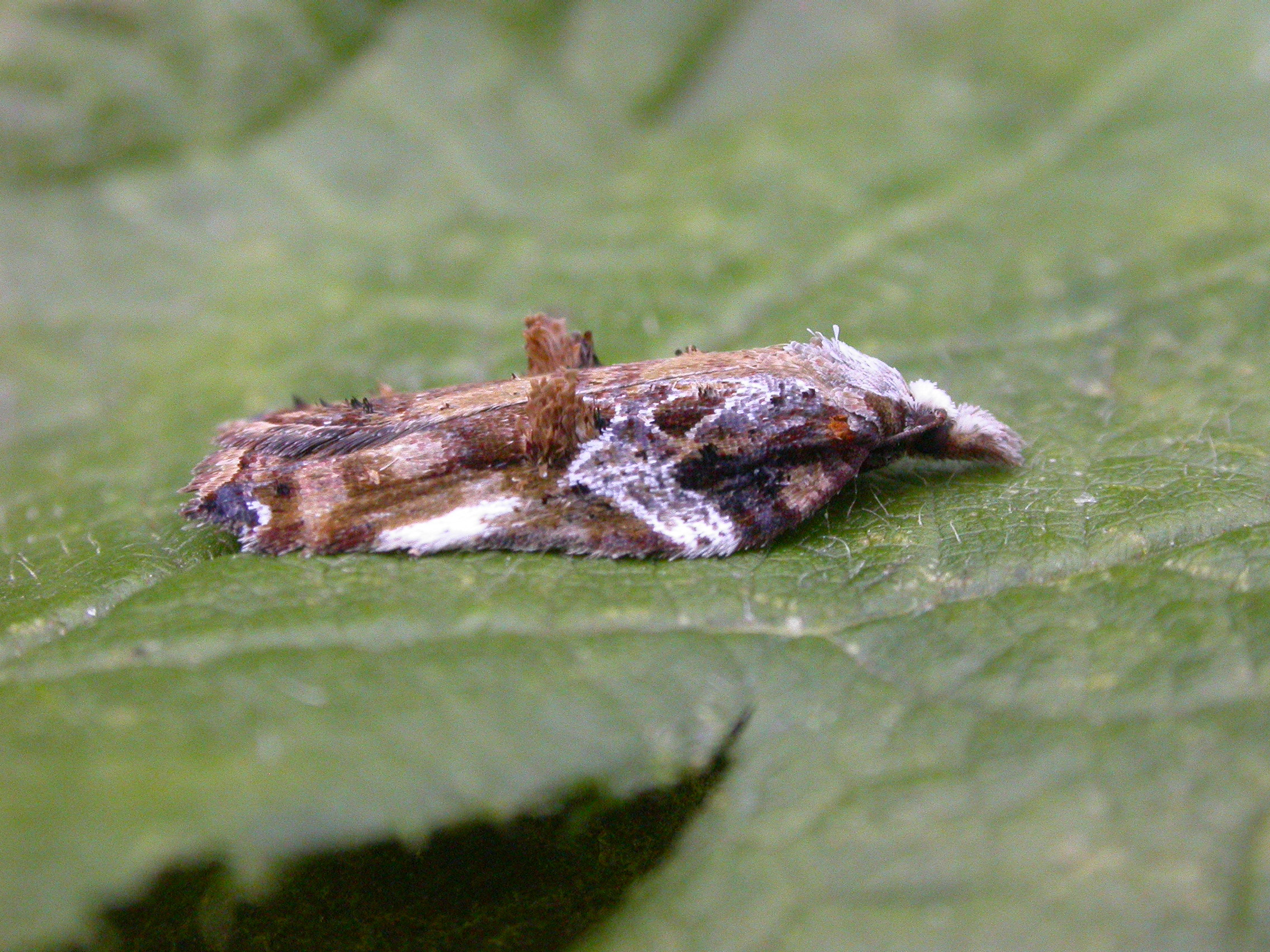 9.076 BF1054 - Tortricidae - Tortricinae - Acleris cristana
