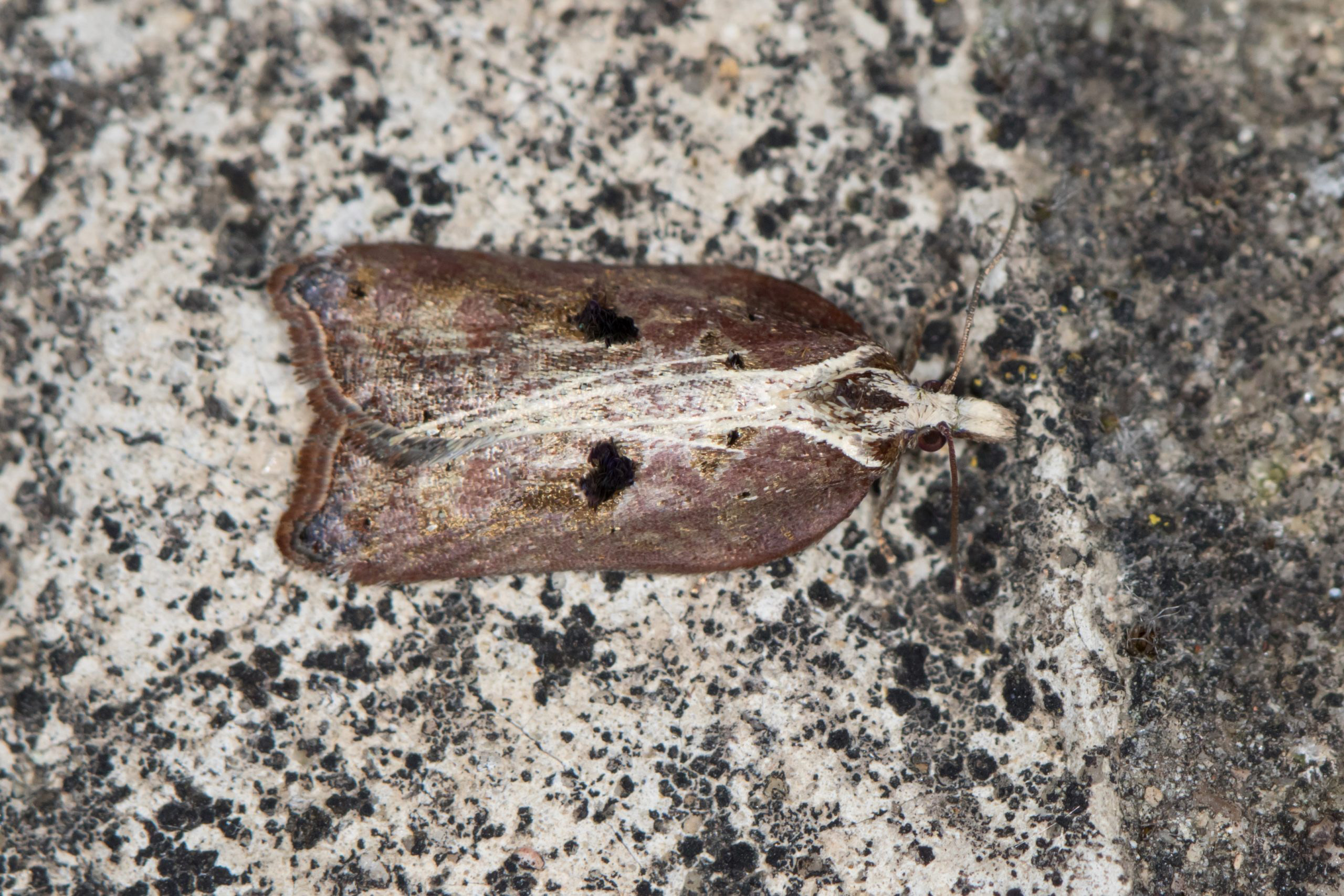 9.076 BF1054 - Tortricidae - Tortricinae - Acleris cristana