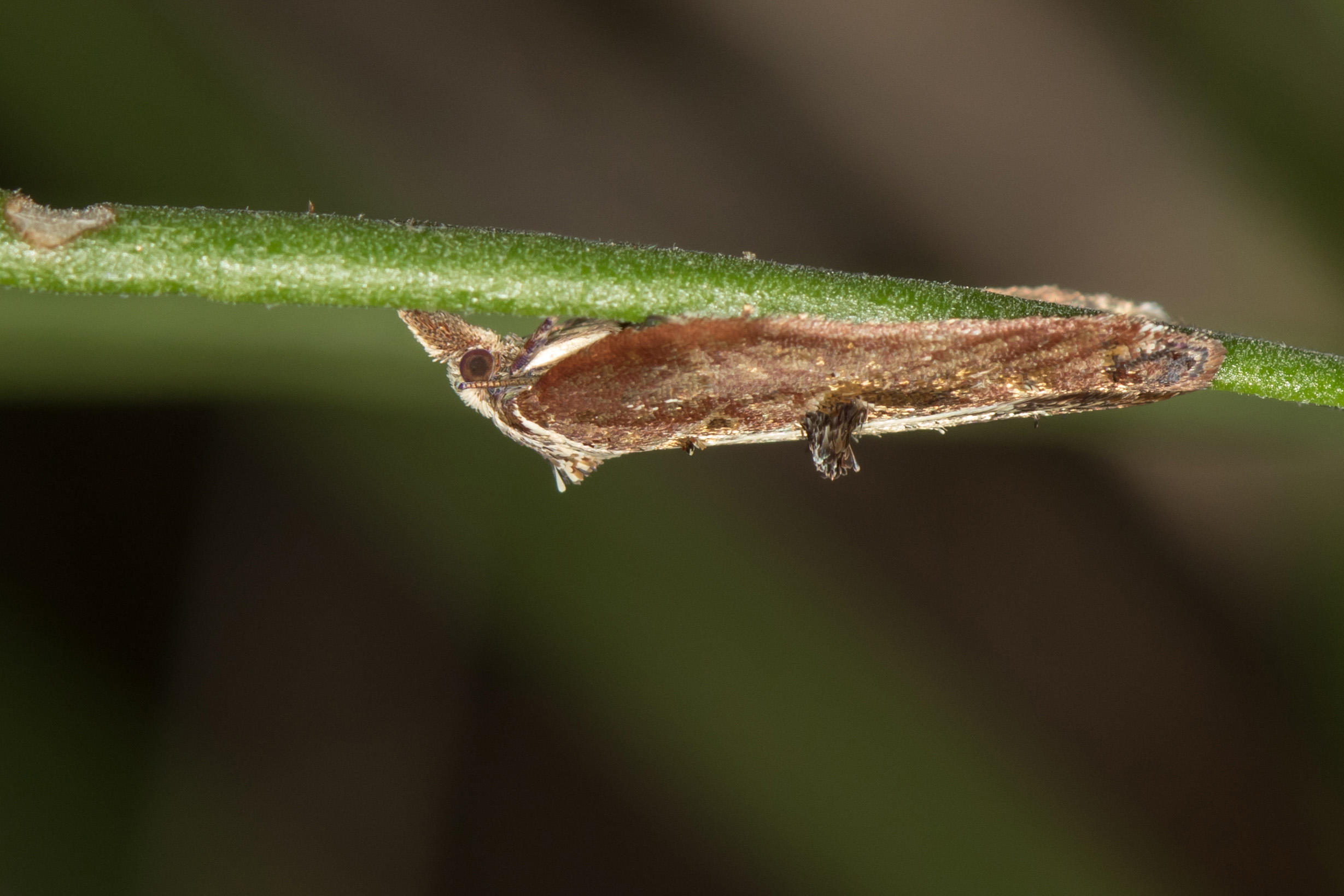 9.076 BF1054 - Tortricidae - Tortricinae - Acleris cristana