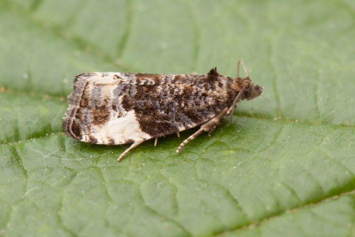 49.157 BF1082 - Tortricidae - Olethreutinae - Hedya pruniana