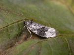 49.149 BF1092 – White-shouldered Marble (Apotomis turbidana)