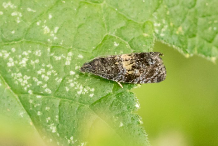 49.191 BF1102 - Tortricidae - Olethreutinae - Endothenia nigricostana