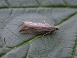 49.194 BF1111 – Common Lance (Bactra lancealana)