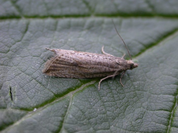 49.194 BF1111 - Tortricidae - Olethreutinae - Bactra lancealana