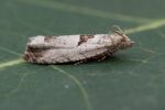 49.249 BF1134 – Black-marked Tortrix (Epinotia ramella)