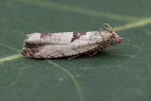 49.249 BF1134 - Tortricidae - Olethruetinae - Epinotia ramella