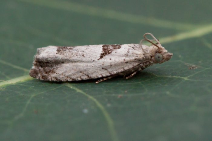 49.249 BF1134 - Tortricidae - Olethruetinae - Epinotia ramella