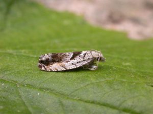 49.249 BF1134 - Tortricidae - Olethruetinae - Epinotia ramella