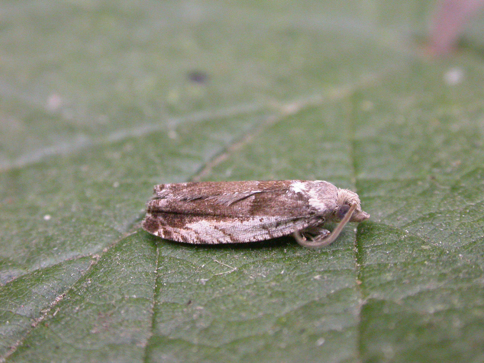 9.249 BF1134 - Tortricidae - Olethruetinae - Epinotia ramella