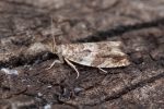 49.234 BF1150 – Brown Elm Tortrix (Epinotia abbreviana)