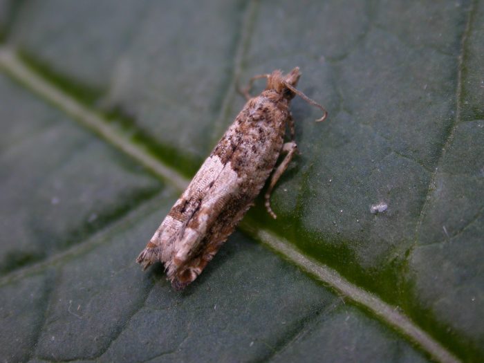 49.261 BF1157 - Tortricidae - Olethruetinae - Crocidosema plebejana