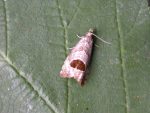 49.294 BF1175 – Bramble Shoot Moth (Notocelia uddmanniana)