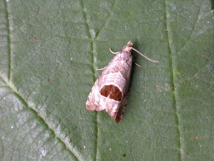 49.294 BF1175 - Tortricidae - Olethreutinae - Notocelia uddmanniana