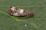 49.298 BF1176 – Hawthorn Shoot Moth (Notocelia trimaculana)