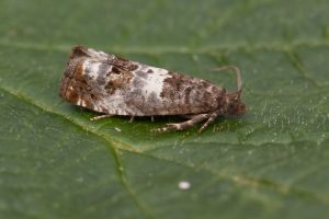 49.298 BF1176 - Tortricidae - Olethreutinae - Notocelia trimaculana