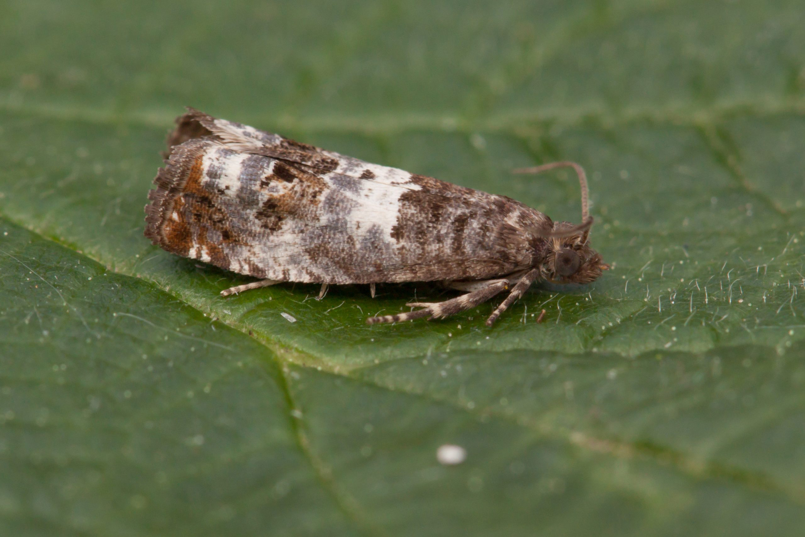 49.298 BF1176 - Tortricidae - Olethreutinae - Notocelia trimaculana