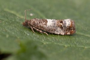 49.298 BF1176 - Tortricidae - Olethreutinae - Notocelia trimaculana