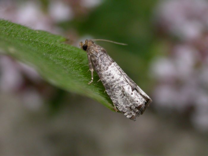 49.295 BF1178 - Tortricidae - Olethreutinae - Notocelia roborana