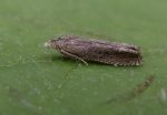 49.264 BF1202 – Shaded Tortrix (Eucosma obumbratana)