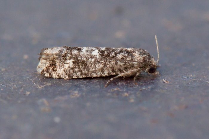 49.225 BF1205a - Tortricidae - Olethruetinae - Spilonota laricana
