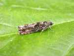 49.363 BF1228 – Oak Gall Moth (Pammene argyrana)