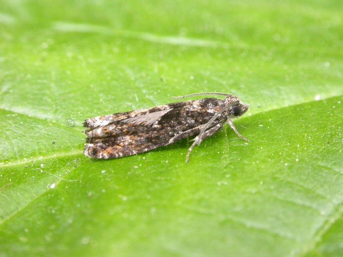 49.363 BF1228 - Tortricidae - Olethreutinae - Pammene argyrana