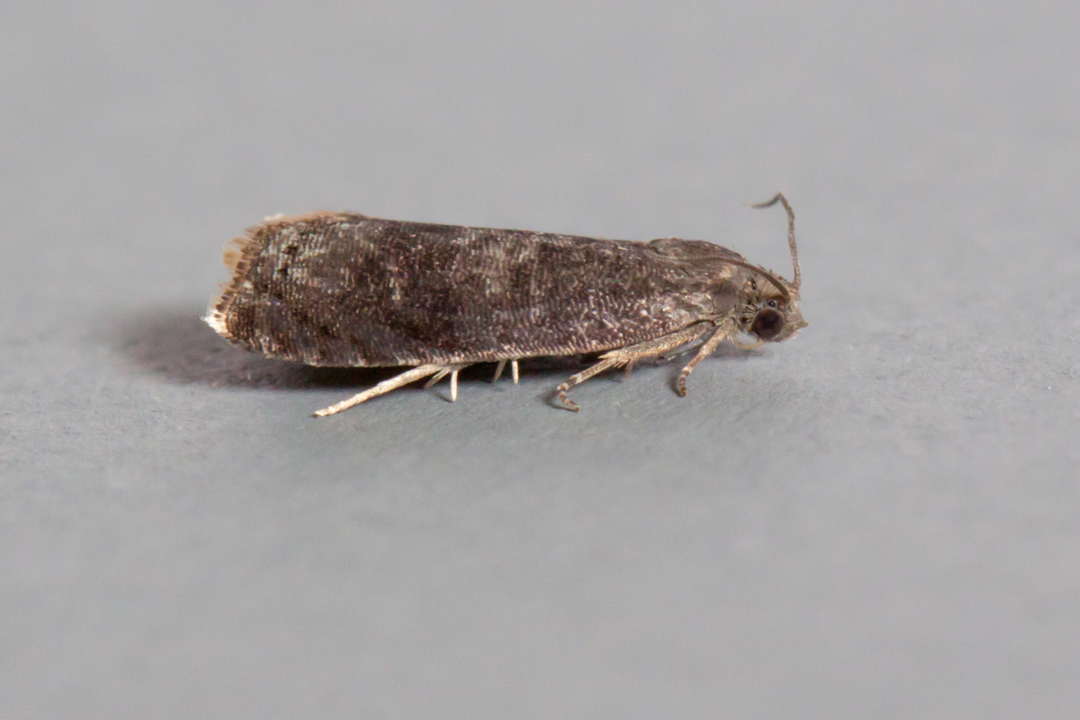 49.357 BF1247 - Tortricidae - Olethreutinae - Grapholita funebrana