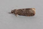 49.357 BF1247 – Plum Fruit Moth (Grapholita funebrana)