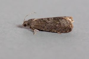 49.357 BF1247 - Tortricidae - Olethreutinae - Grapholita funebrana