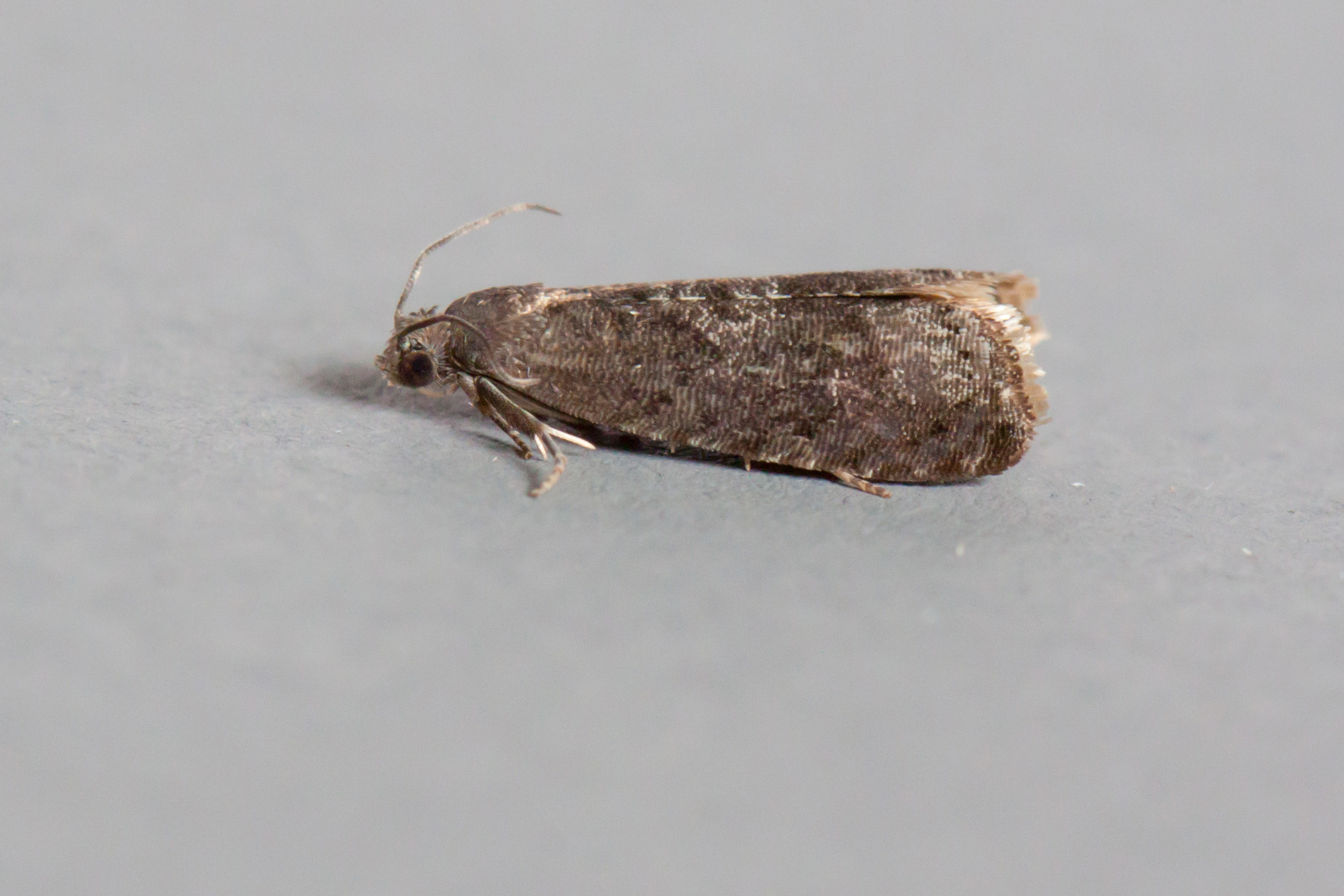 49.357 BF1247 - Tortricidae - Olethreutinae - Grapholita funebrana