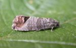 49.338 BF1261 – Codling Moth (Cydia pomonella)