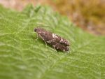 49.332 BF1268 – Pine Bark Moth (Cydia coniferana)
