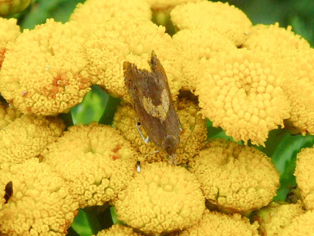 49.321 BF1273 - Tortricidae - Olethreutinae - Dichroampha petiverella