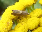 49.321 BF1273 – Yellow-spot Yarrow Moth (Dichrorampha petiverella)