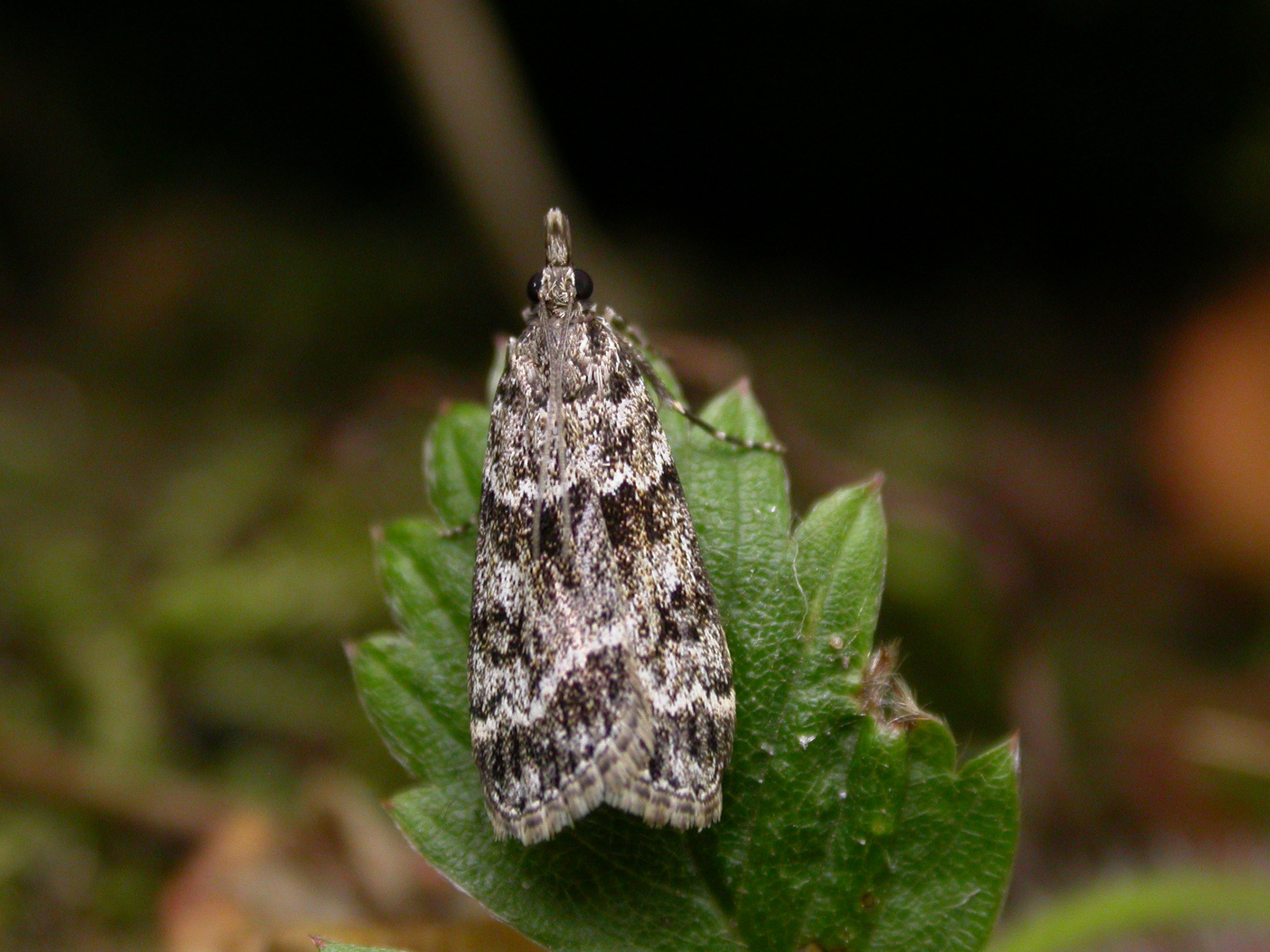 63.074 BF1344 - Crambidae - Scopariinae - Eudonia mercurella