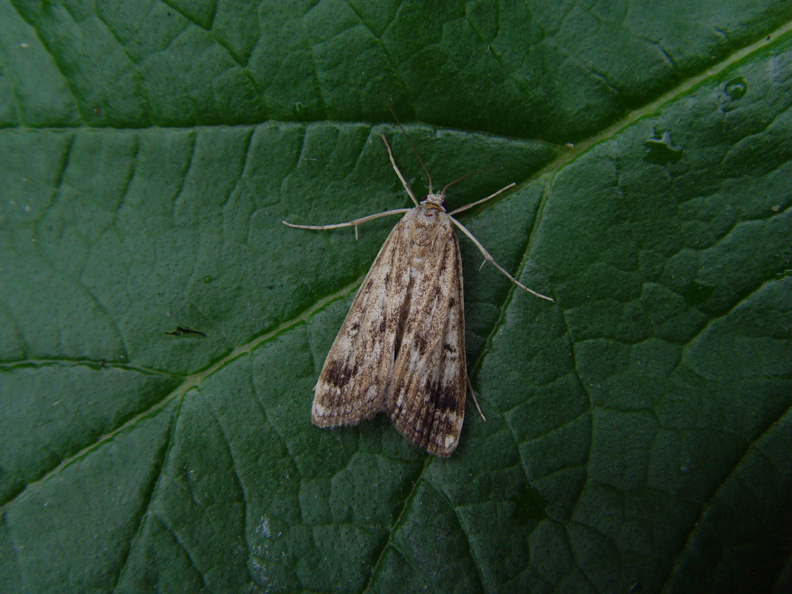 63.117 BF1348 - Crambidae - Acentropinae - Parapoynx stratiotata