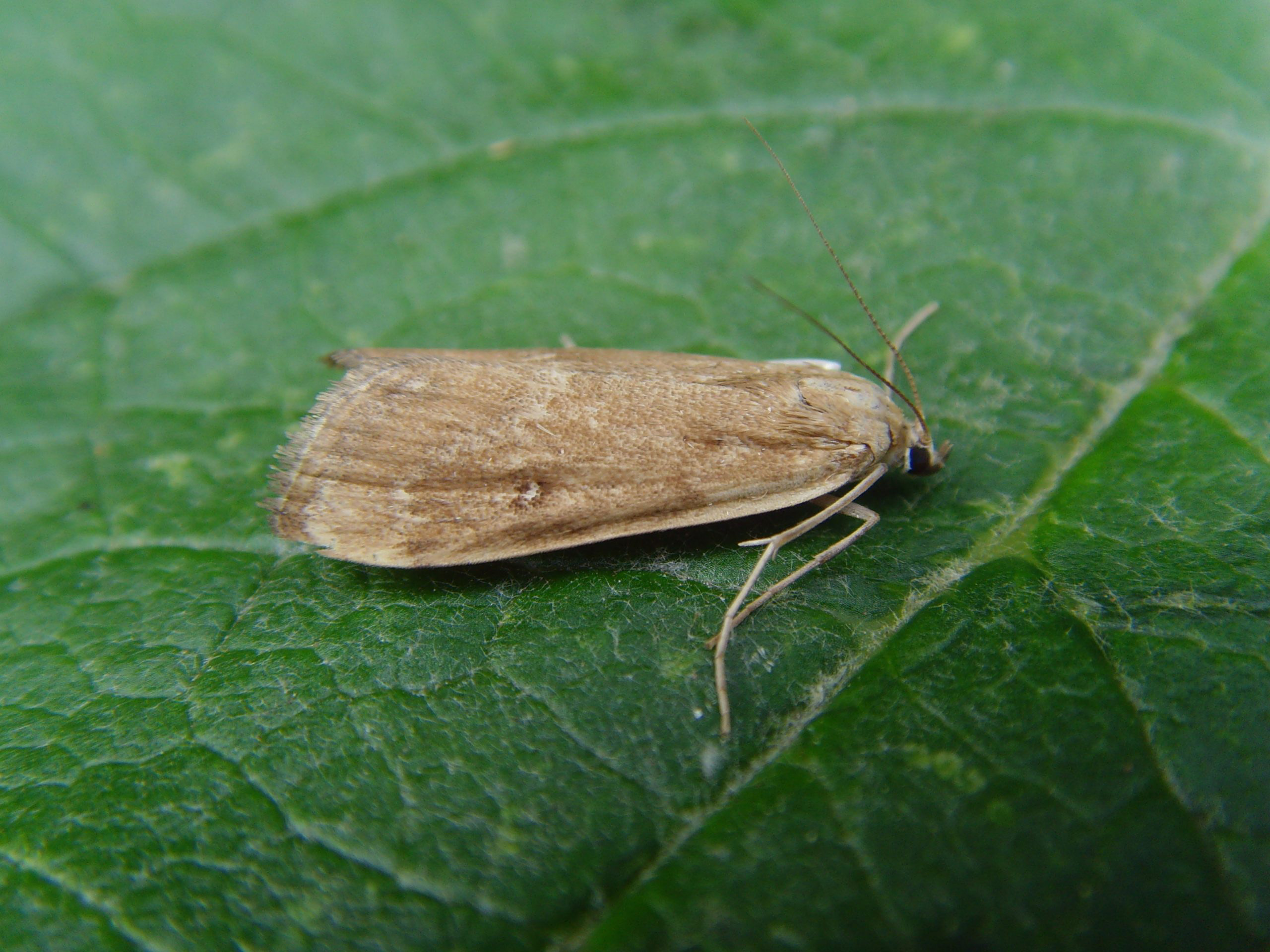 63.117 BF1348 - Crambidae - Acentropinae - Parapoynx stratiotata