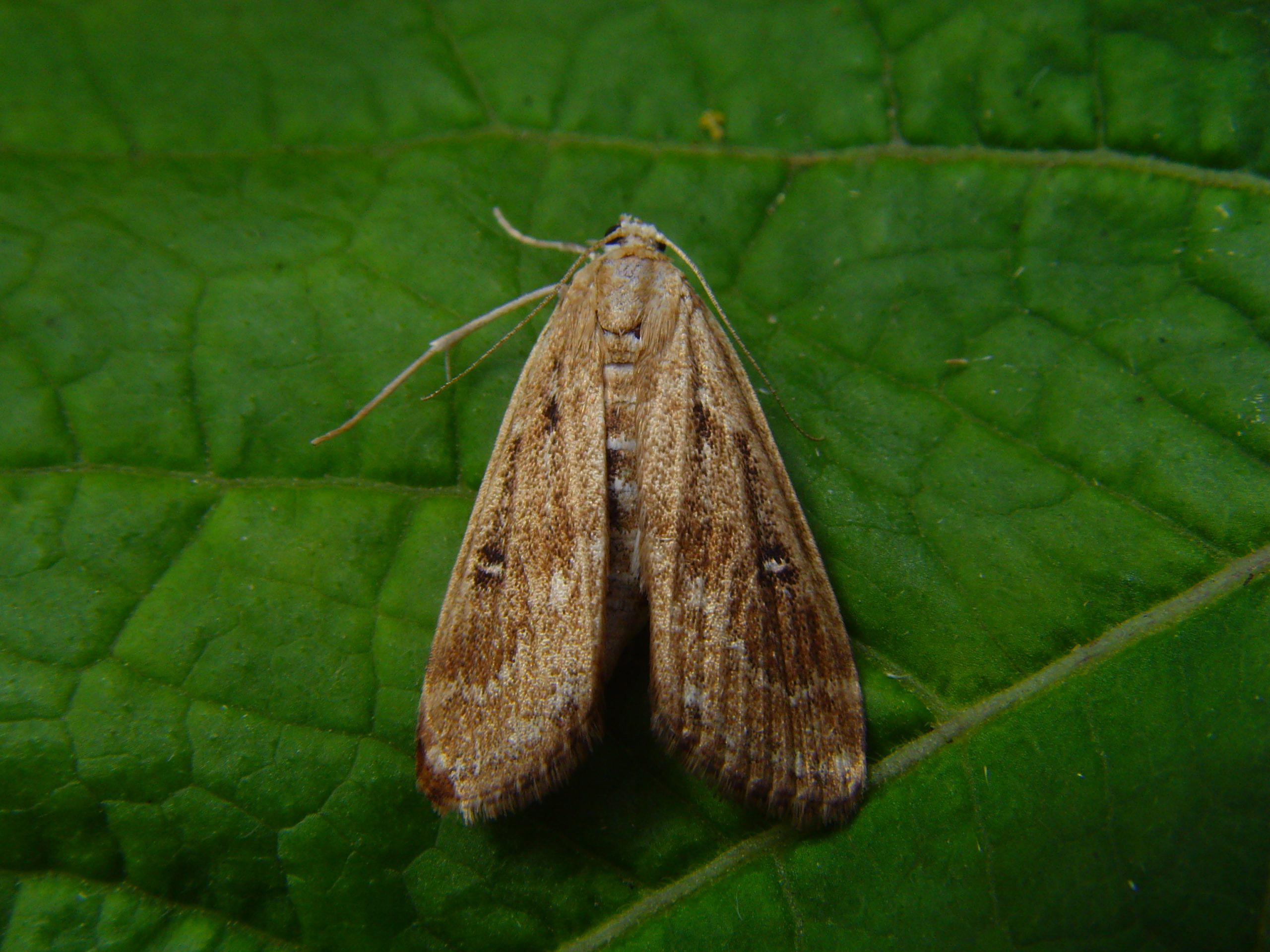 63.117 BF1348 - Crambidae - Acentropinae - Parapoynx stratiotata