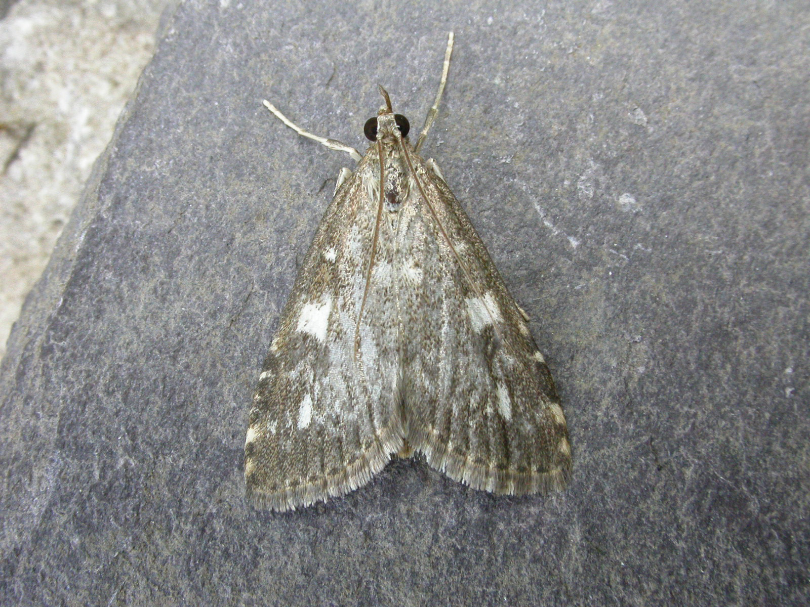 63.037 BF1392 - Crambidae - Spilomelinae - Udea olivalis