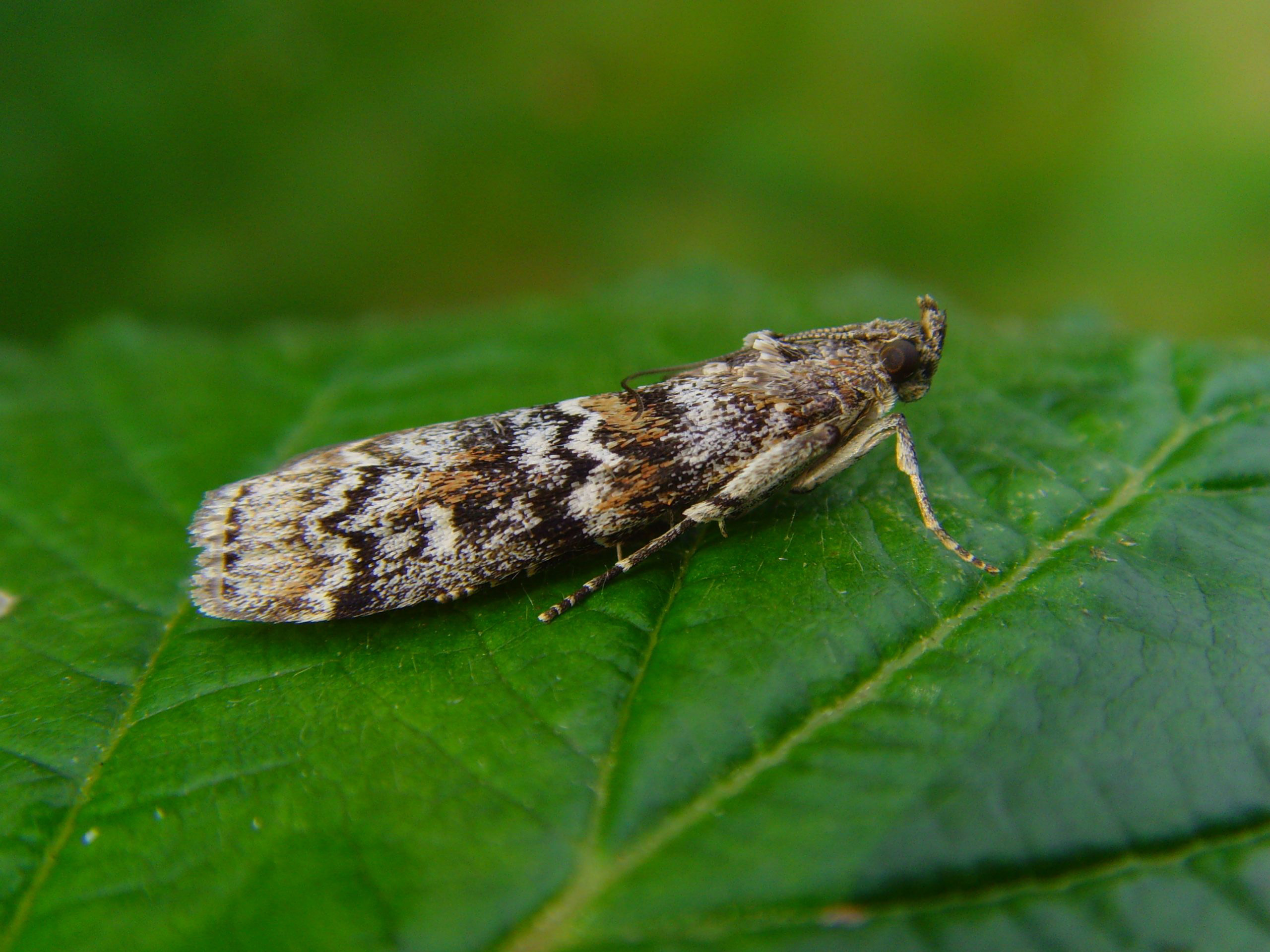 62.028 BF1454 - Pyralidae - Phycitinae - Dioryctria abietella