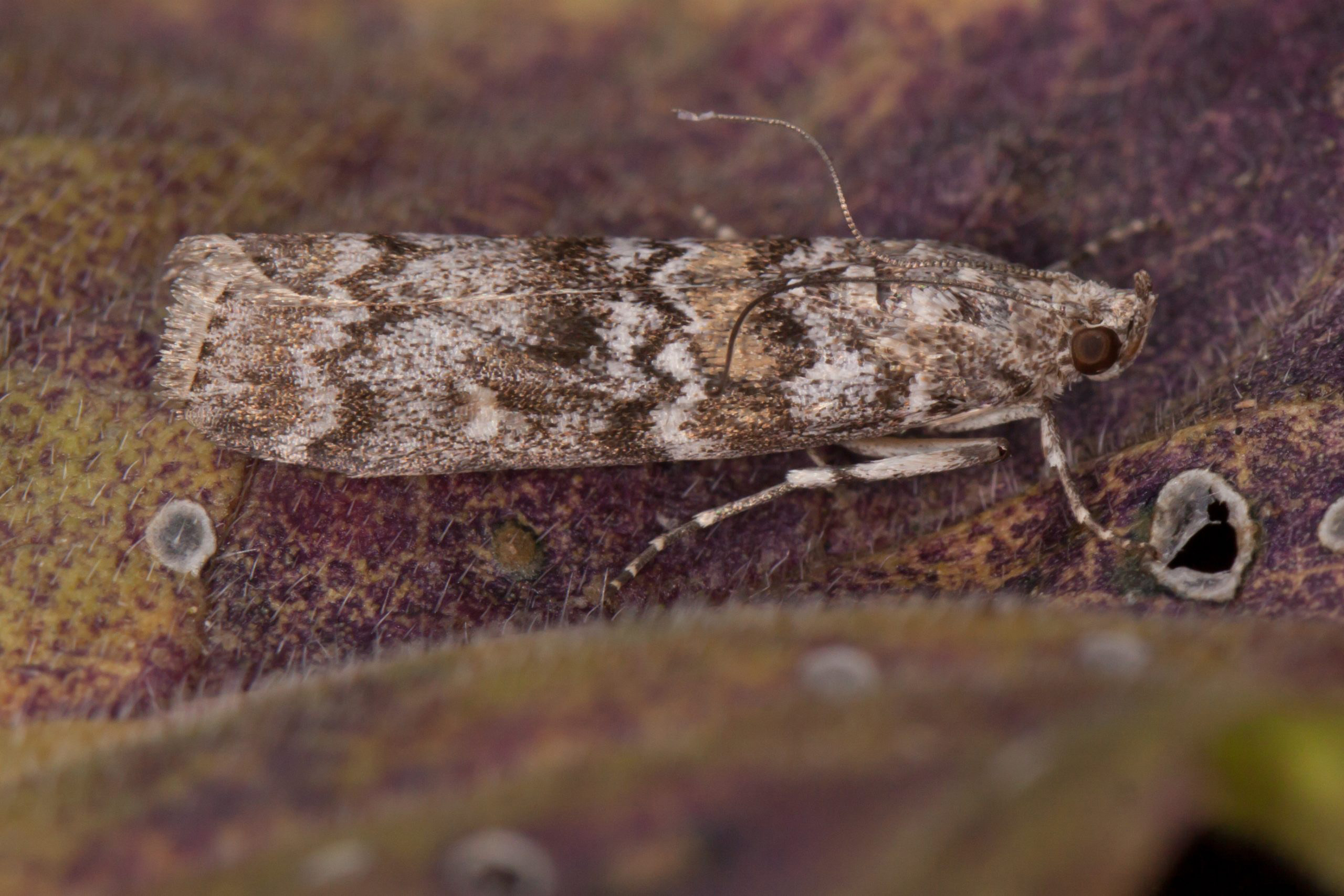 62.028 BF1454 - Pyralidae - Phycitinae - Dioryctria abietella