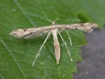 45.004 BF1501 – Triangle Plume (Platyptilia gonodactyla)