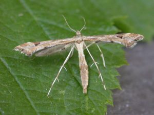 45.004 BF1501 - Pterophoridae - Pterophorinae - Platyptilia gonodactyla