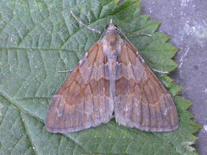 70.077 BF1767 - Pine Carpet - Geometridae - Pennithera firmata