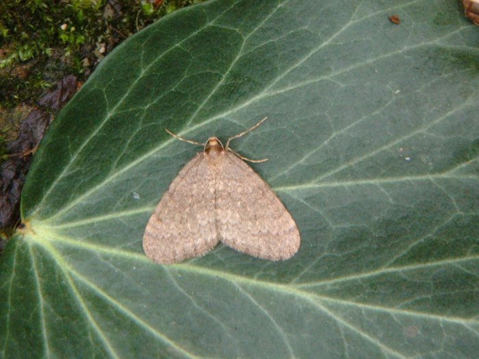 70.105 BF1800 - Northern Winter Moth - Geometridae - Operophtera fagata