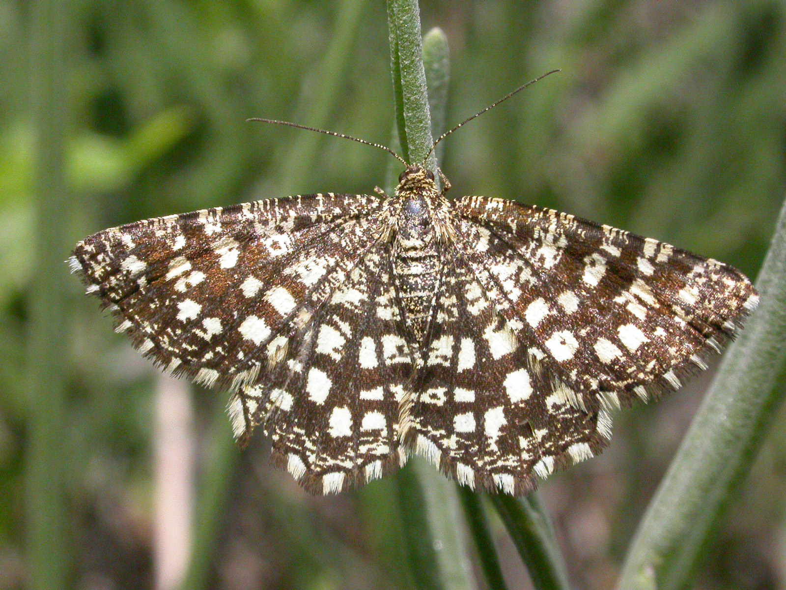 70.218 BF1894 - Latticed Heath - Geometridae - Chiasmia clathrata