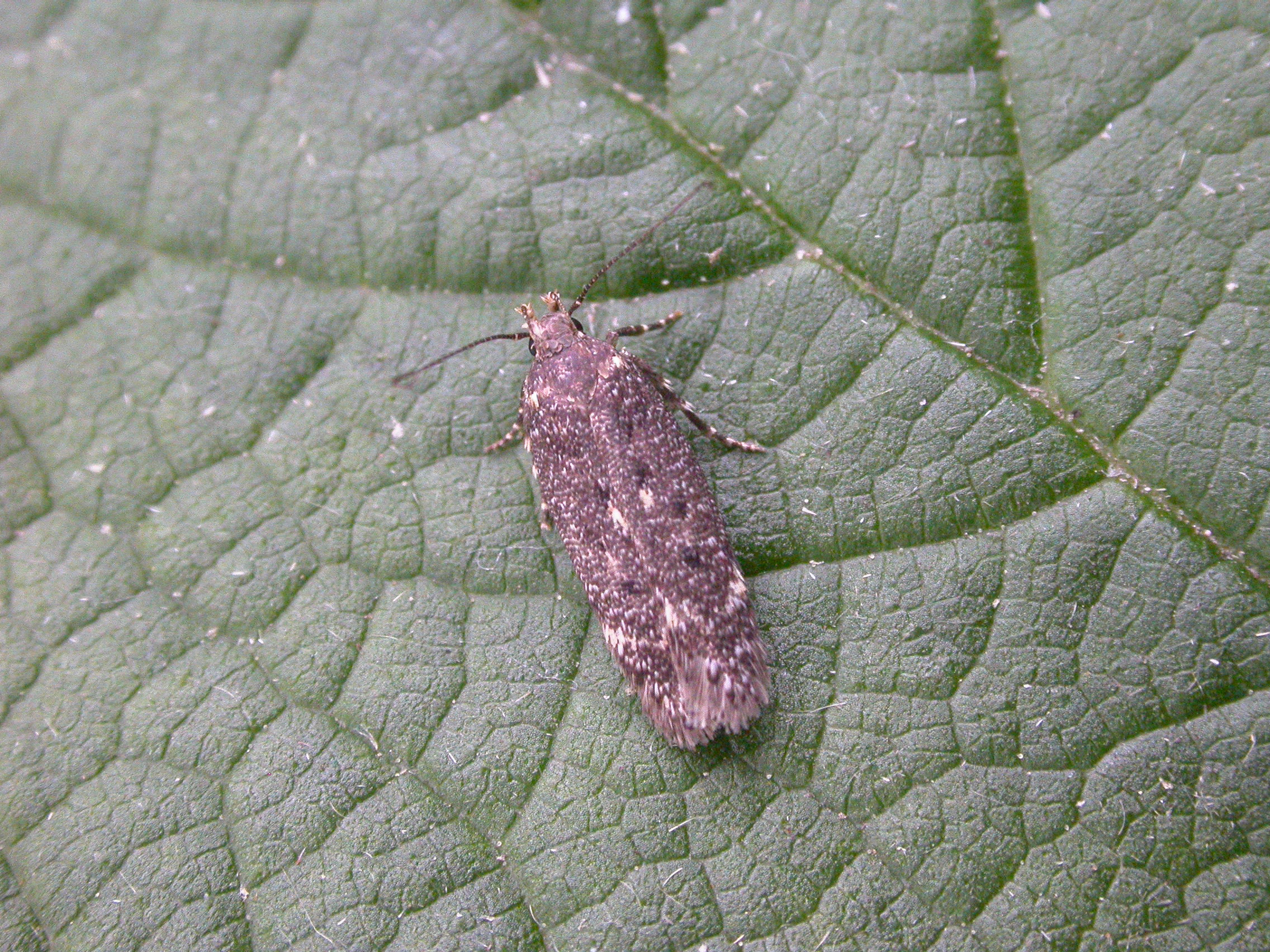 Bryotropha affinis - 13/7/2005 Kings Newton - Will Soar