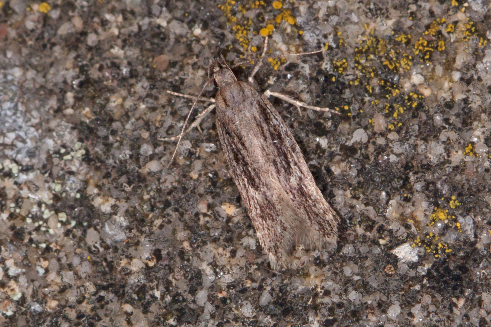 35.099 - BF801a - Gelechiidae - Gellechiinae - Gelechia senticetella