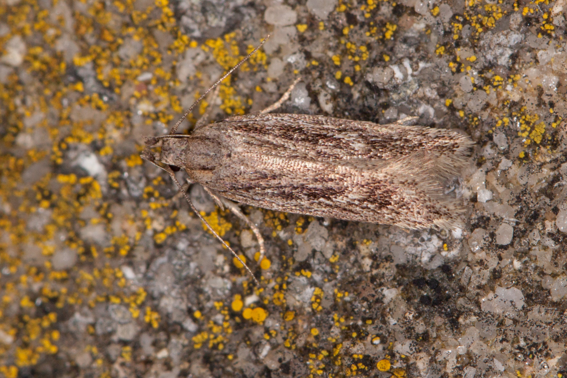 35.099 - BF801a - Gelechiidae - Gellechiinae - Gelechia senticetella